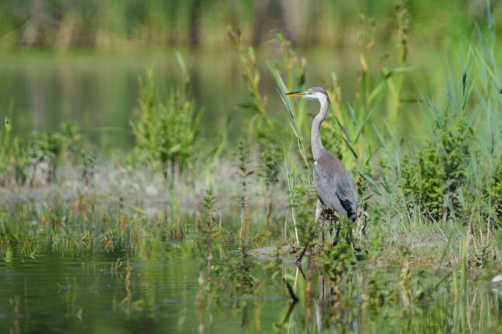 Heron cendre-27.jpg