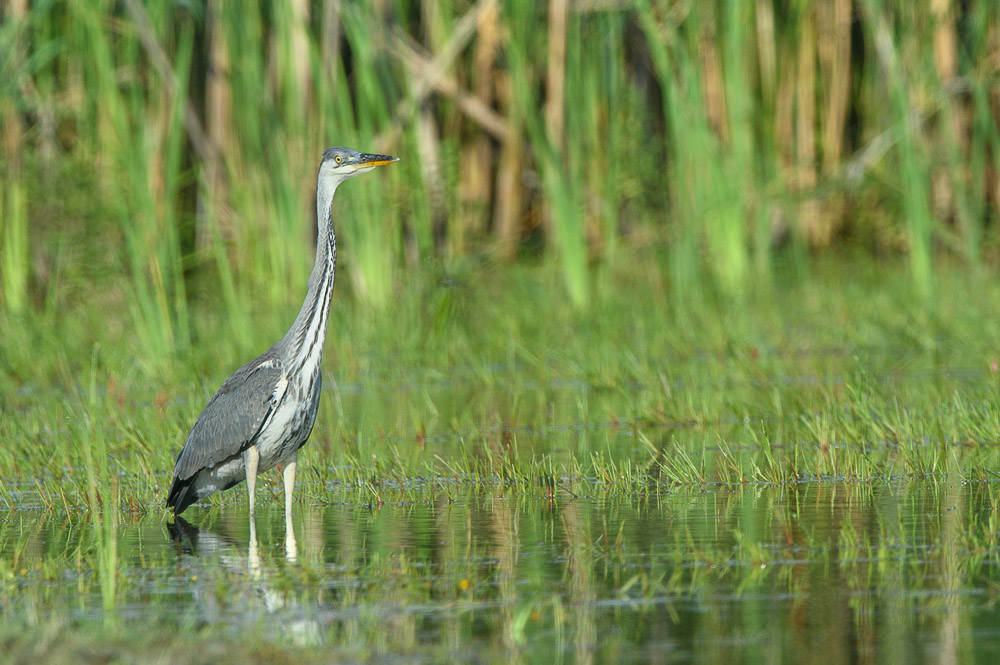 Heron cendre-29-2.jpg