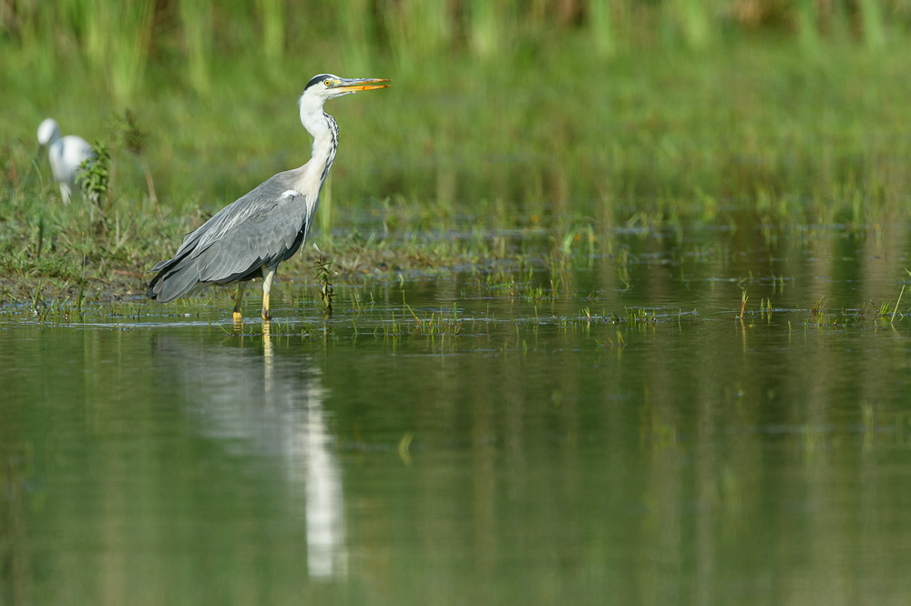 Heron cendre-34.jpg