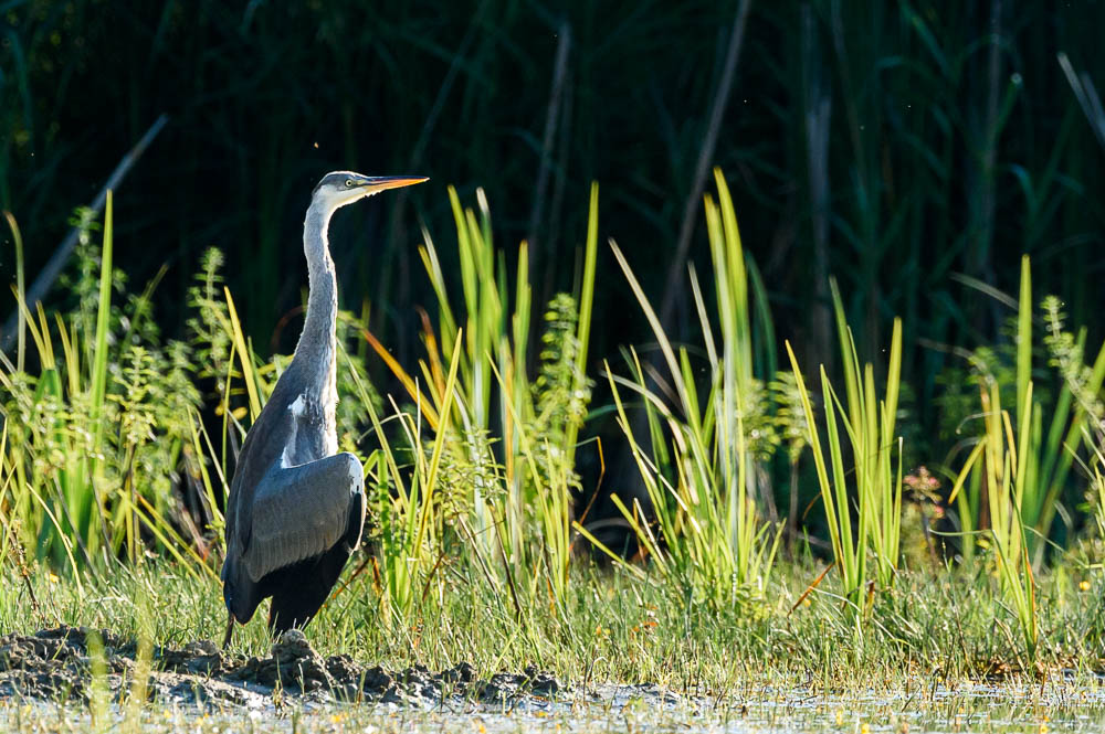 Heron cendré41_.jpg