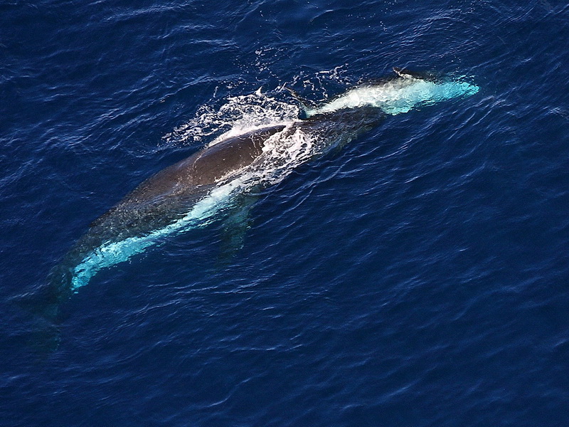 baleines_2.jpg