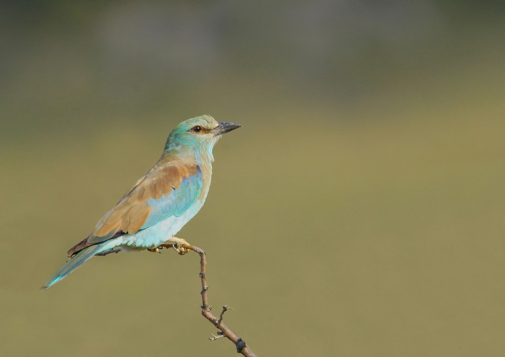 Rollier Immature (2) - Copie.jpg