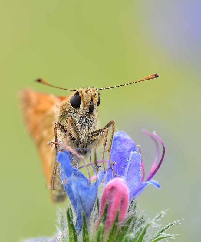 DSC_8829.jpg