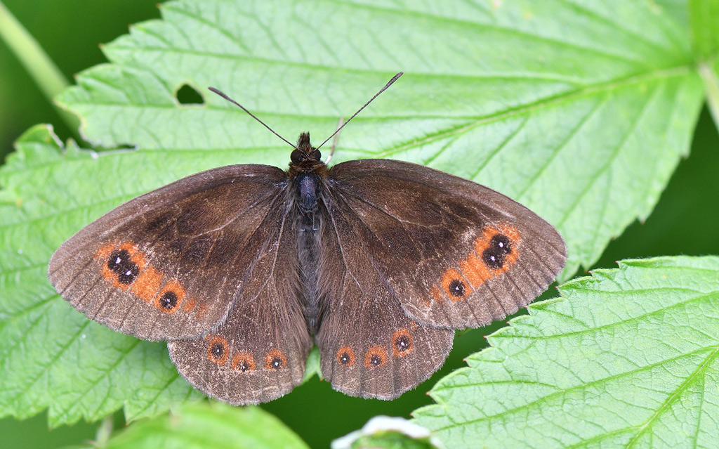 DSC_8833.jpg
