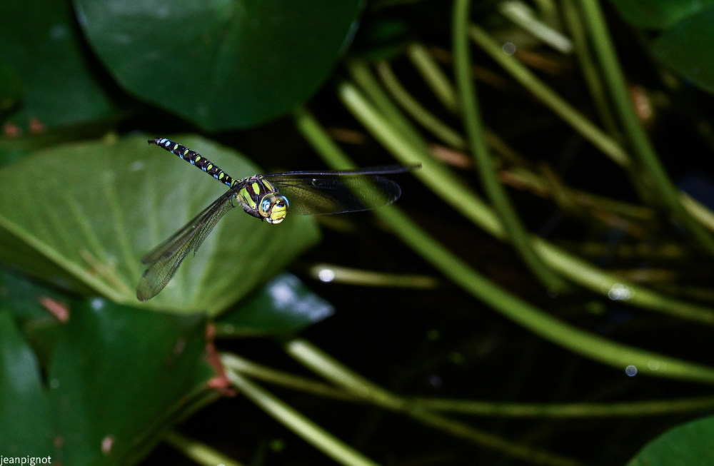 DSC_4612_1876.JPG