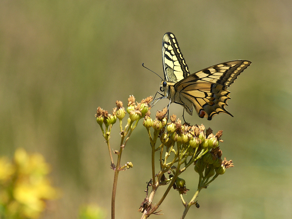A 8150_1.jpg