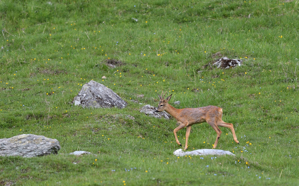 DS5_8859.jpg
