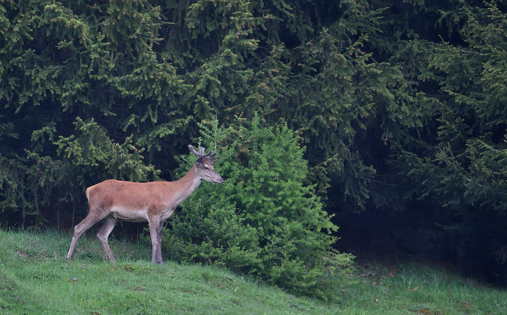 DS5_8895.jpg