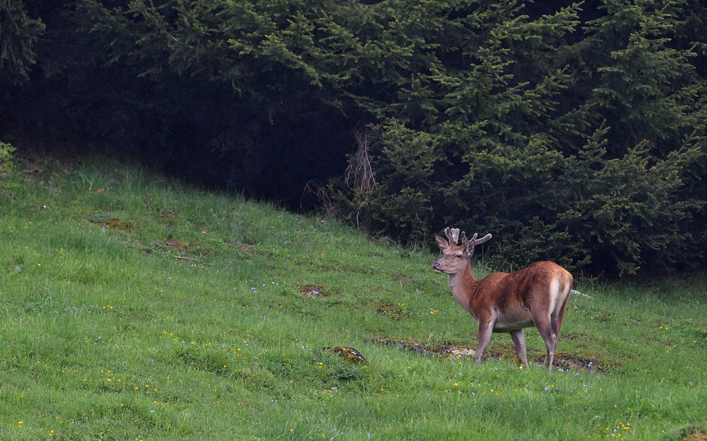 DS5_8914.jpg