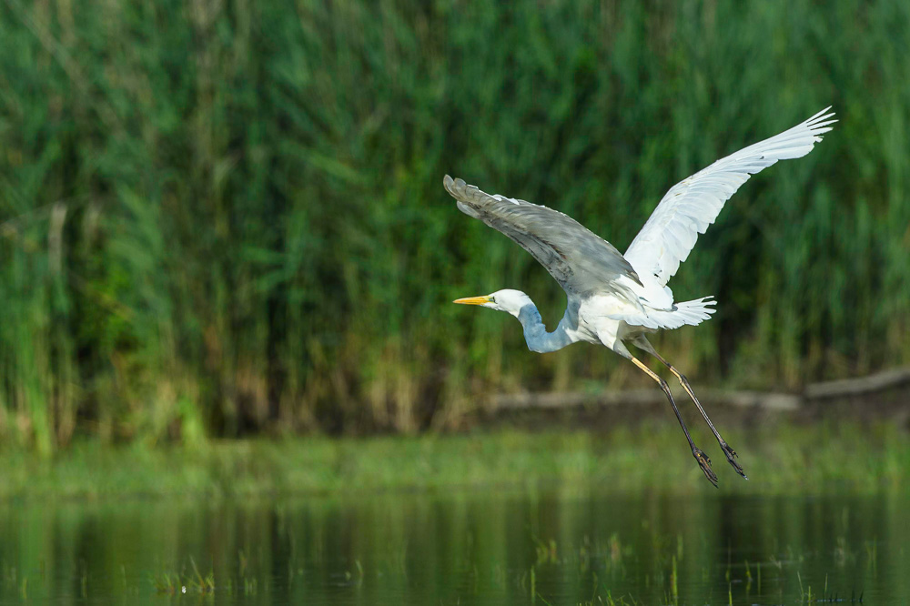 Gde aigrette2023_66-Modifier.jpg