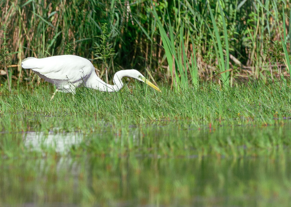 Gde aigrette2023_71.jpg