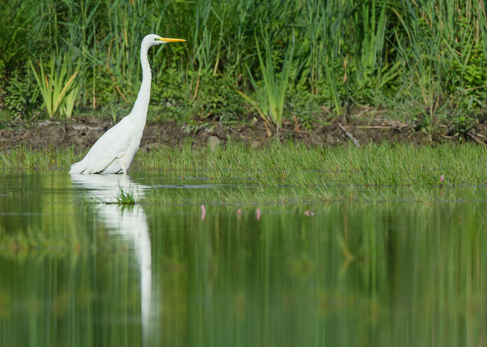 Gde aigrette2023_73.jpg