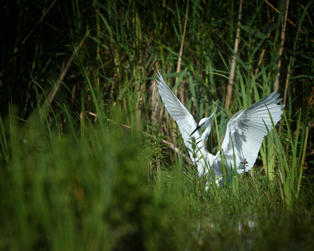 Gde aigrette2023_109.jpg