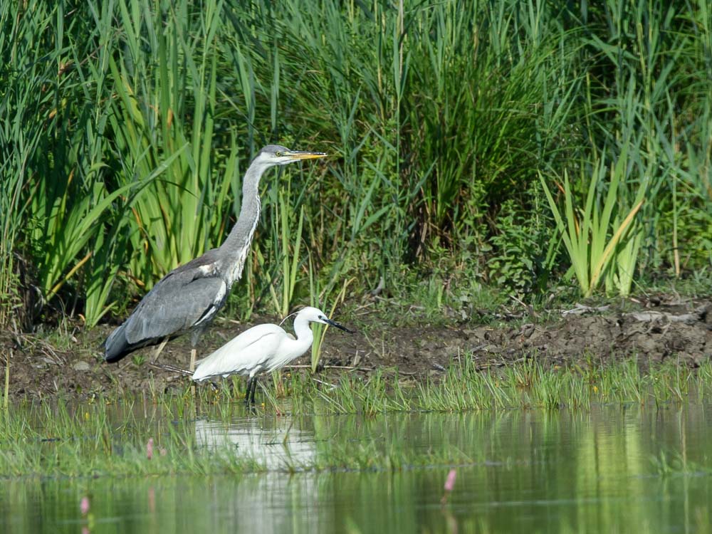 Heron cendre-40-2.jpg