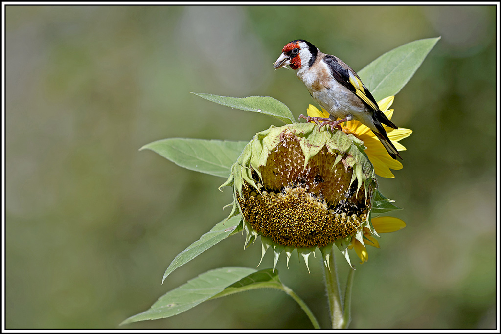 chardonneret(260).jpg