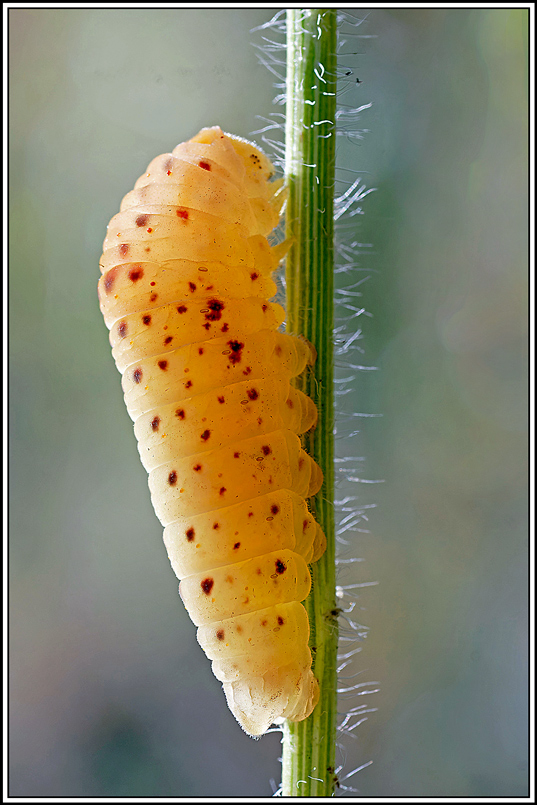 Flambé(Iphiclides_podalirius)(14)chenille.jpg