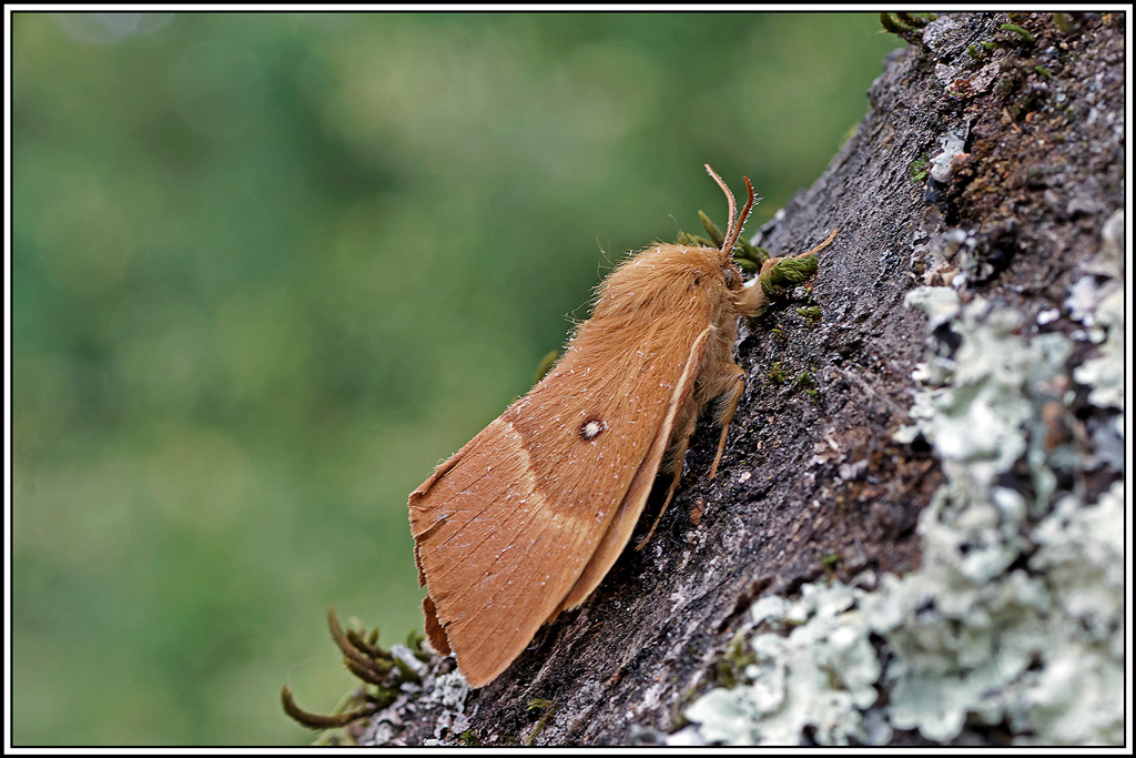 Bombyx_du_chêne(Lasiocampa_quercus)(3).jpg