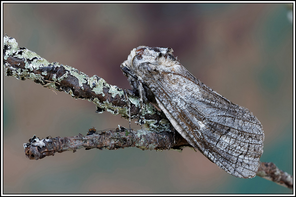 Cossus_gate_bois(Cossus_cossus)(24).jpg