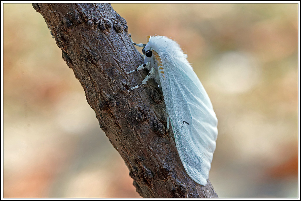L-noir(Arctonis-L-nigrum)(15).jpg