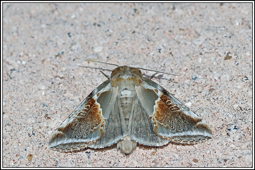 Râtissée(Habrosyne_pyritoides)(69).jpg