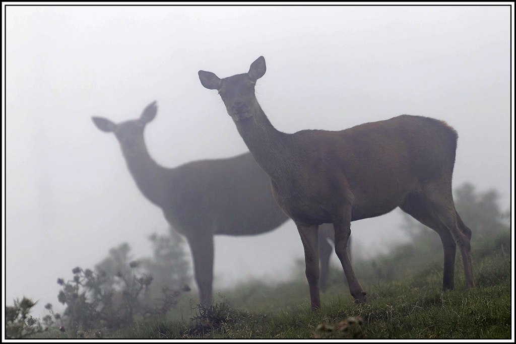 cerf(6155).jpg