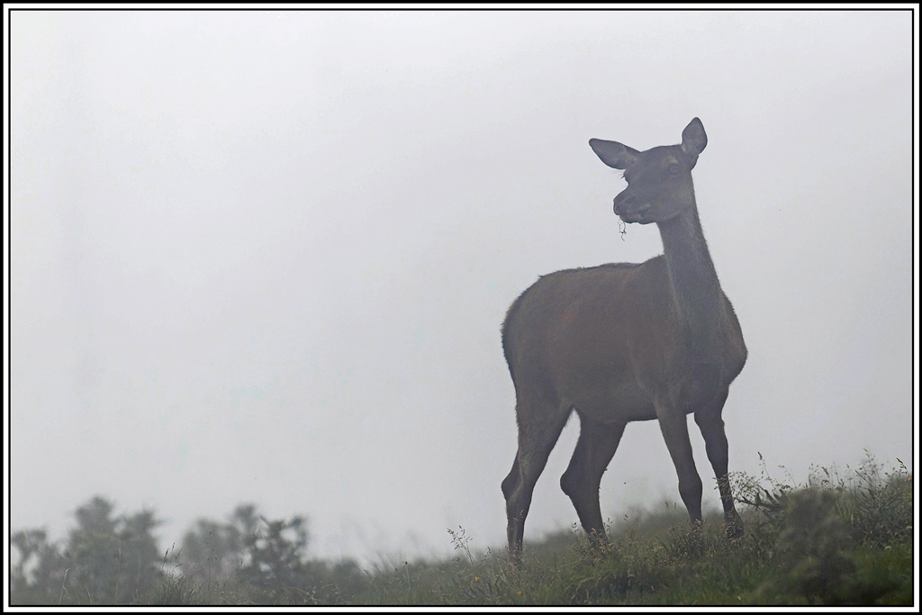 cerf(6168).jpg
