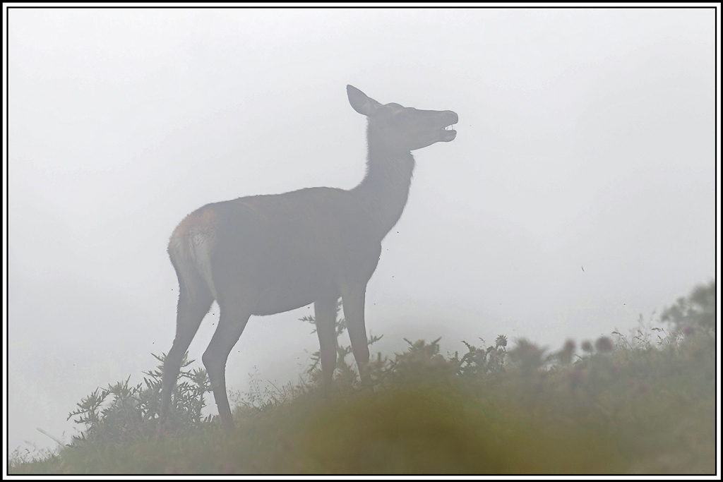 cerf(6166)bios.jpg