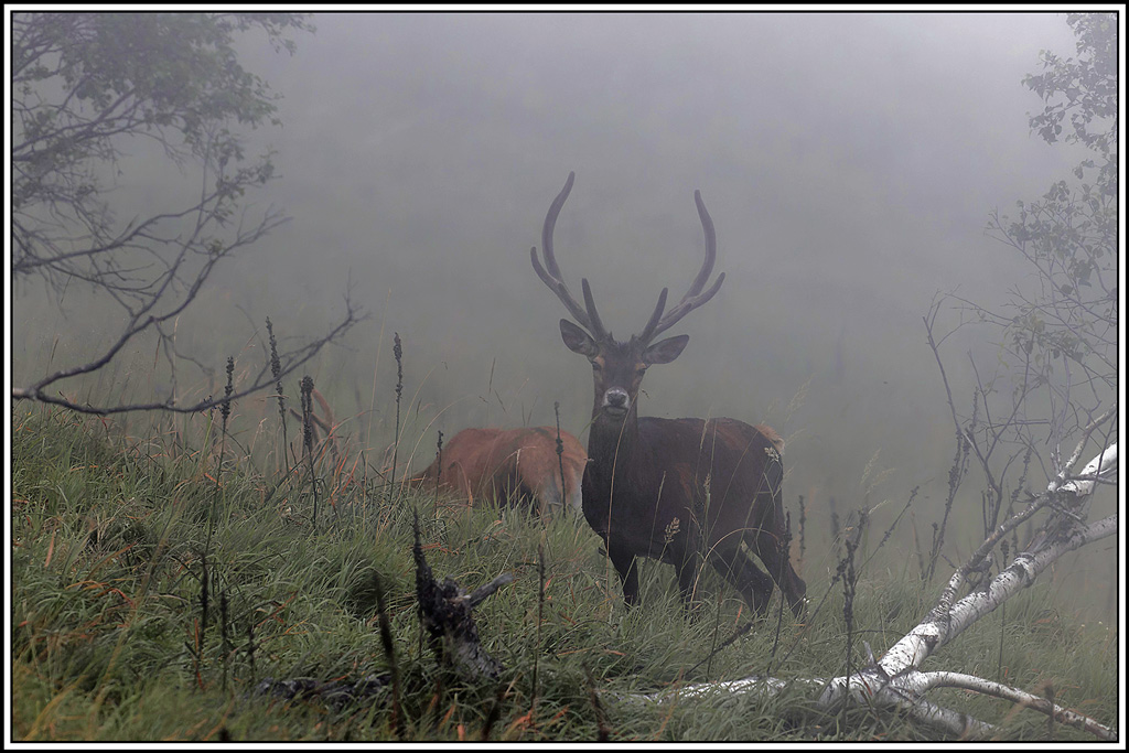 cerf(6091).jpg