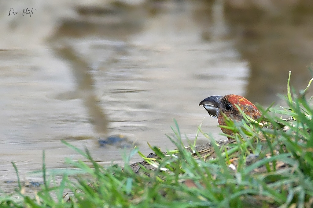 DSC_8370IN.jpg