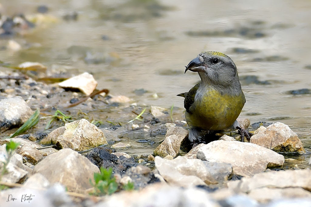 DSC_8397IN.jpg