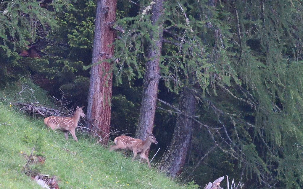 DS5_9037.jpg