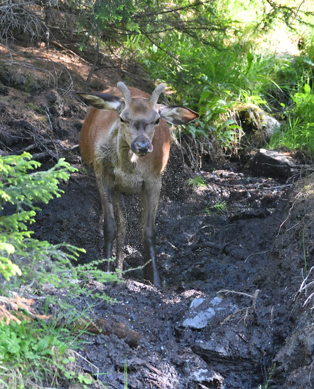 DS5_9094.jpg