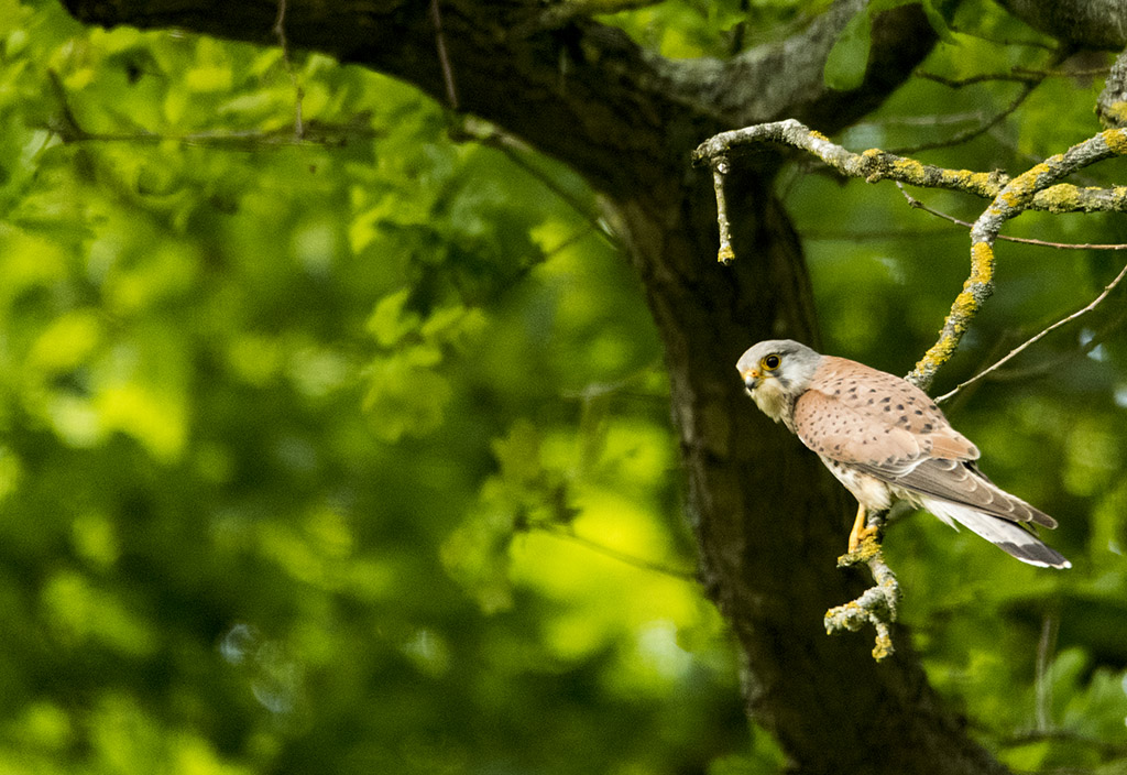 faucon crecerelle-Falco tinnunculus_DSC4711.jpg
