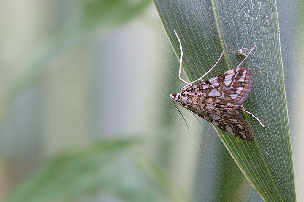 Elophia nymphaeata  2.jpg