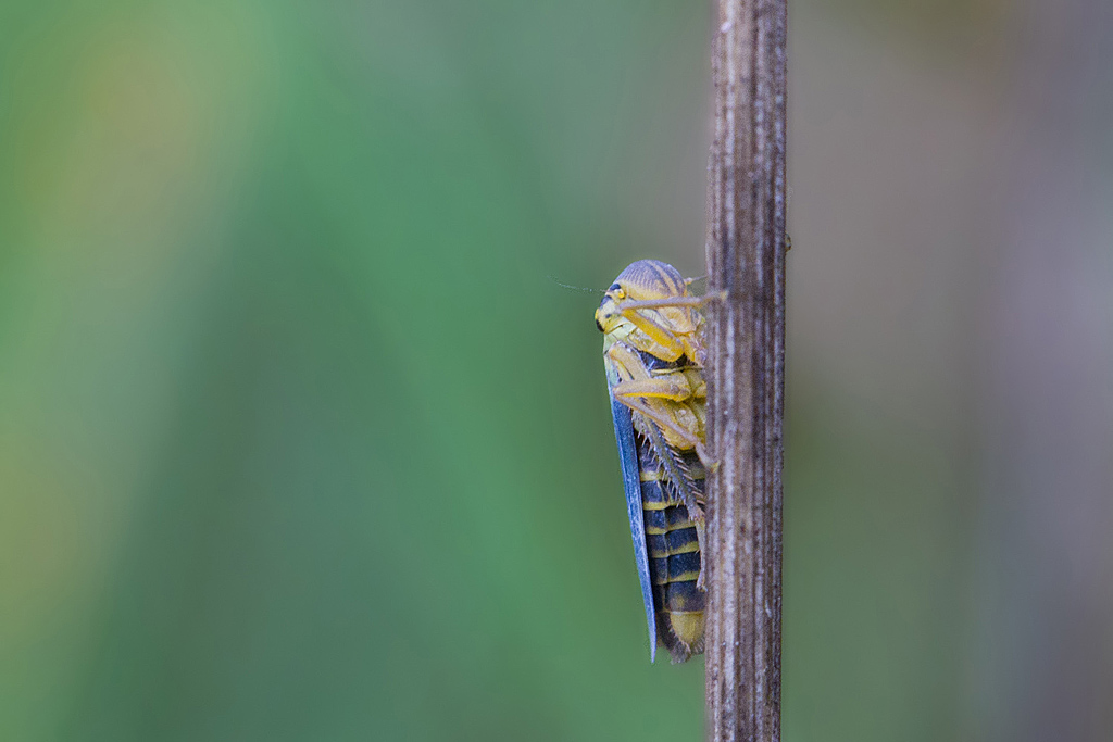 Cicadella viriidis mâle.jpg