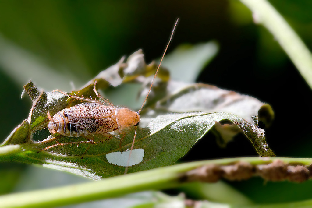 Ectobius pallidus - blatte champêtre.jpg