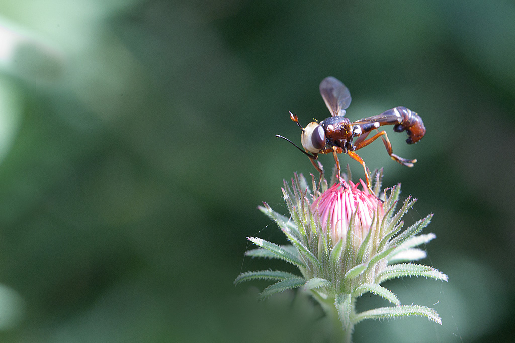 Physocephala sp. Conopsidae.jpg
