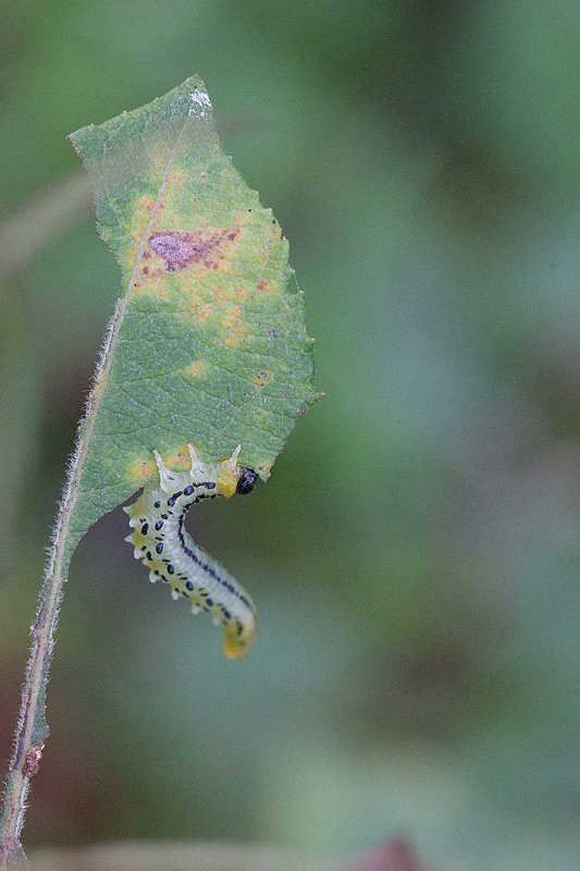 Croesus septentrionalis - Tenthrèdes du bouleau 3.jpg