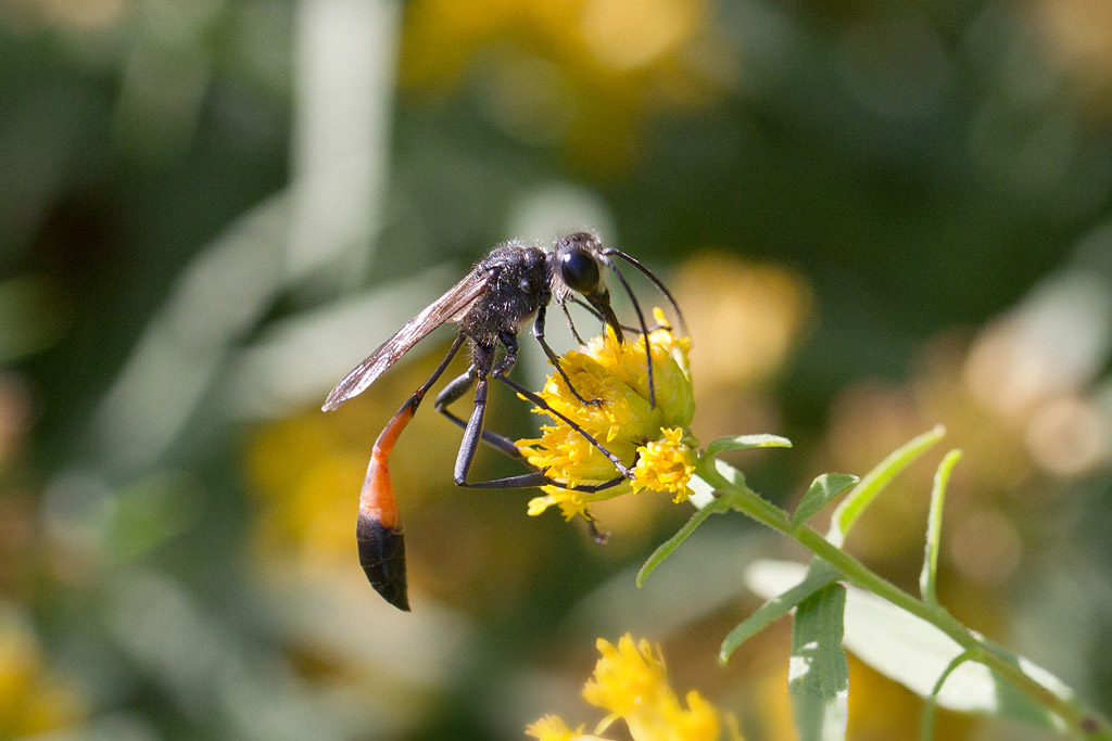 Ammophila sabulosa - Ammophile des sables  3.jpg