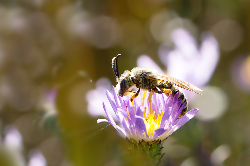 Halictus sp 2.jpg