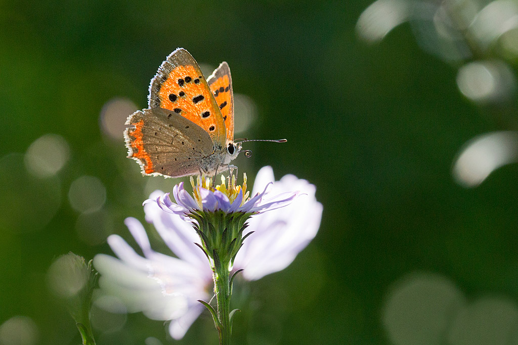Le Cuivré commun - Lycaena phlaeas 5.jpg