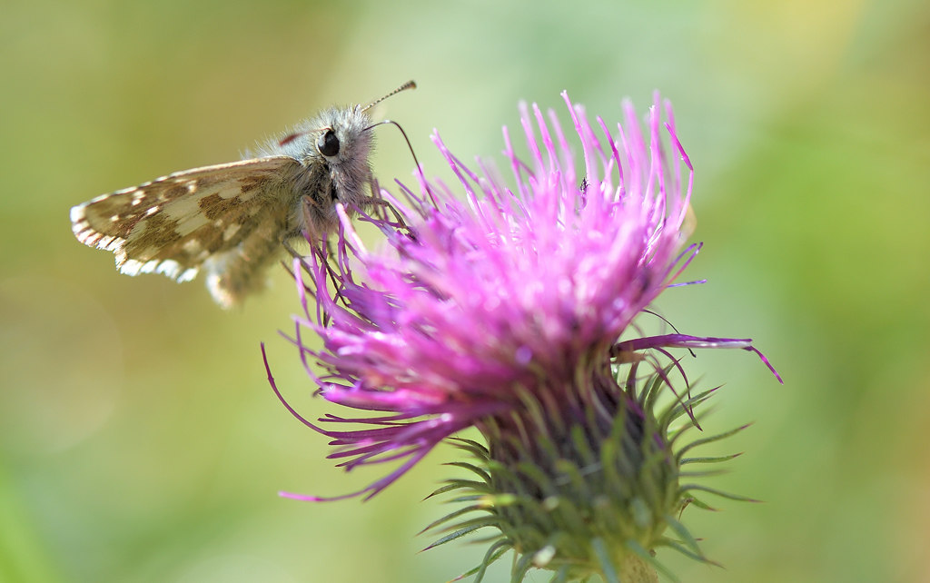 DS5_0415.jpg