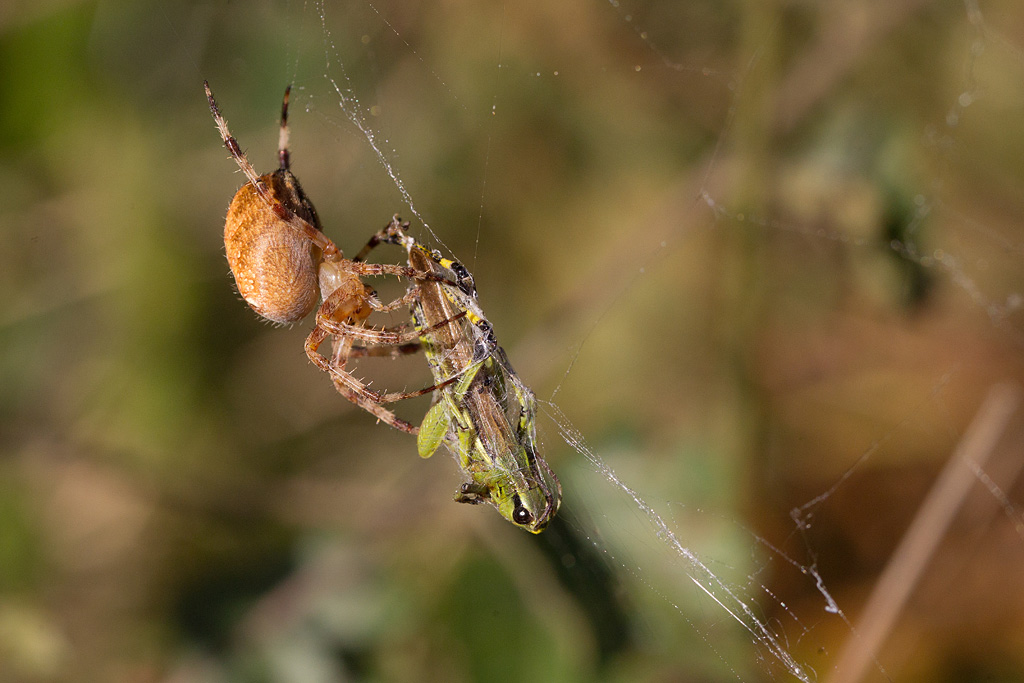 Araneus quadratus femelle 5.jpg