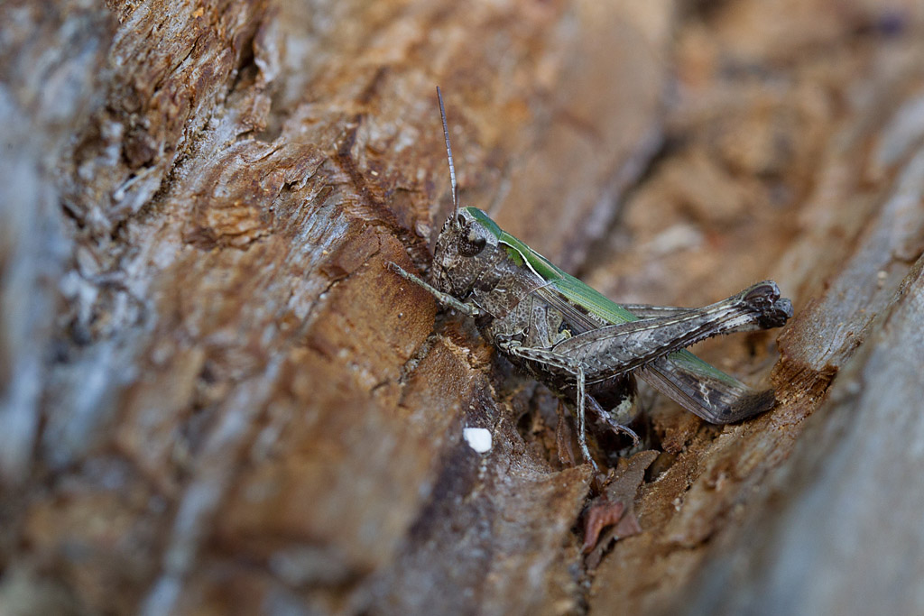 Omocestus rufipes - le criquet noir-ébène femelle 1.jpg