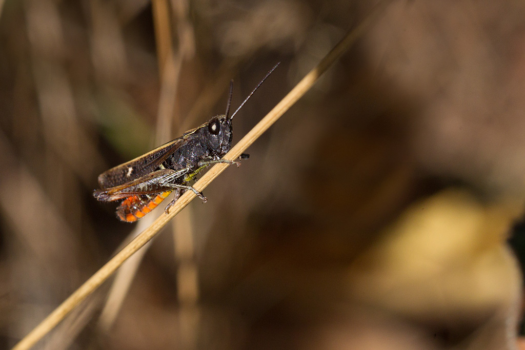 Omocestus rufipes - le criquet noir-ébène mâle1.jpg