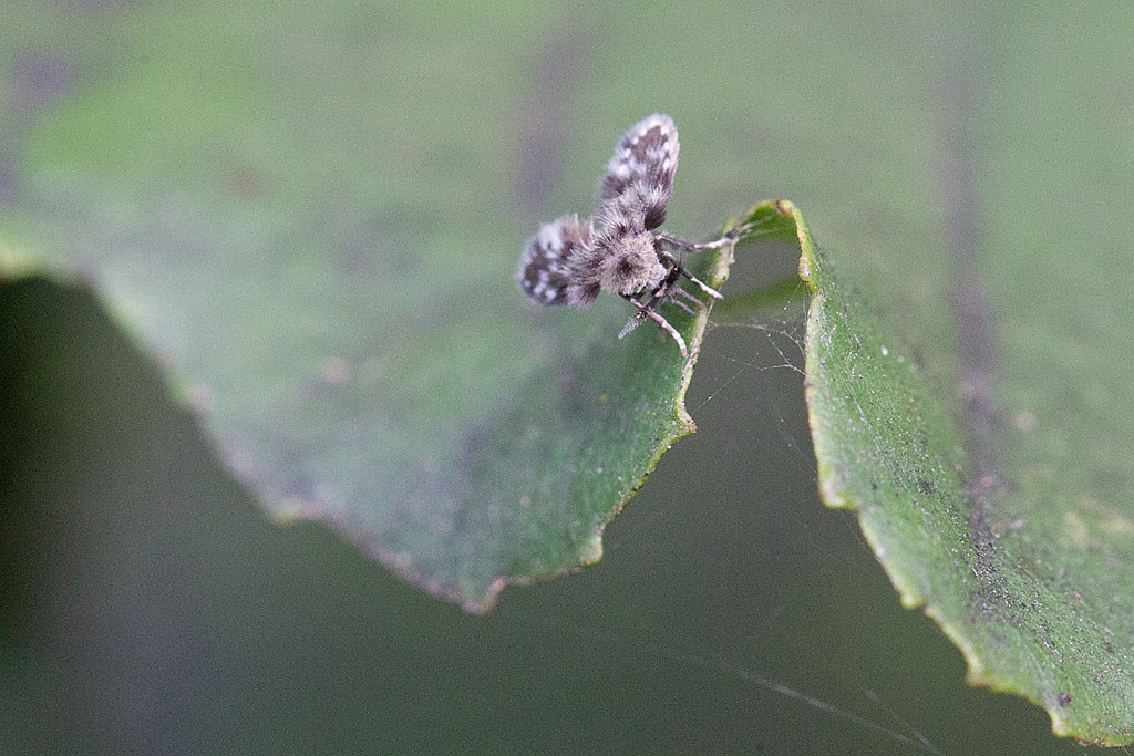 Psychodidae sp 5.jpg