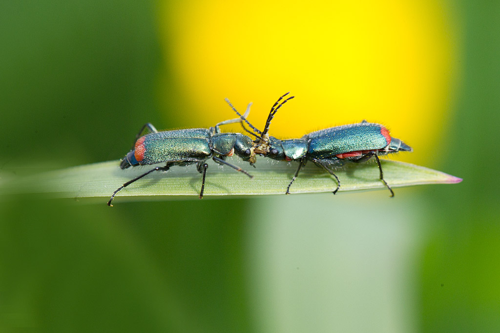 Malachius bipustulatus 1.jpg
