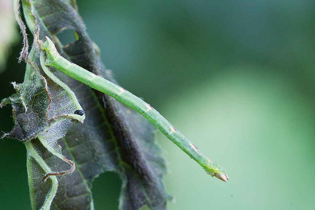 Jodis lactearia 1.jpg