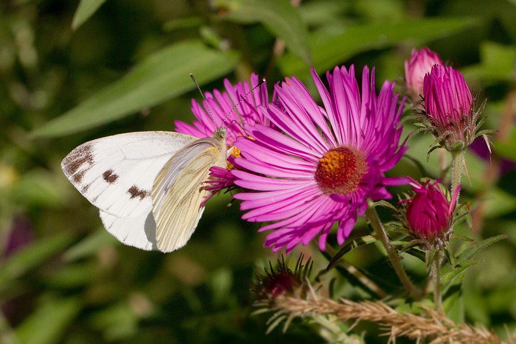 La Piéride de la rave - Pieris rapae 4.jpg