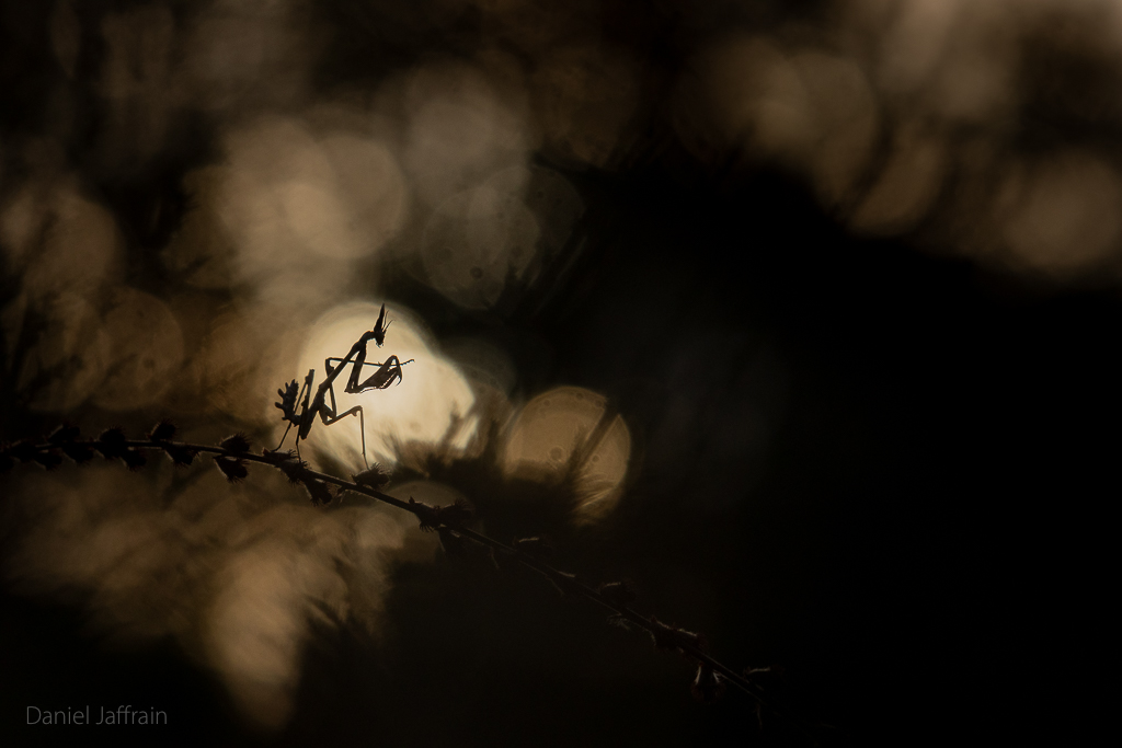 Image et Nature-1-46.jpg